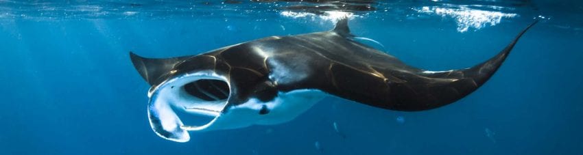 swim-Manta-rays